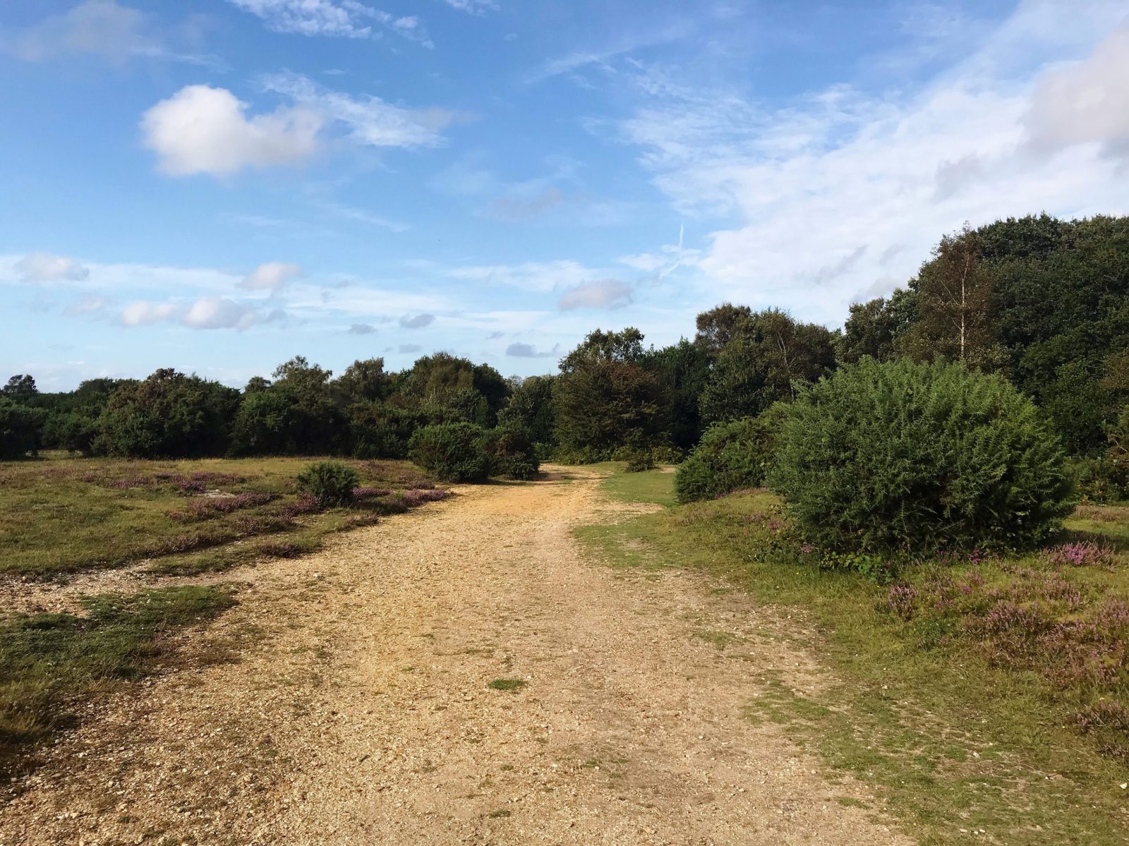 Circular New Forest Cycling Routes you need to explore