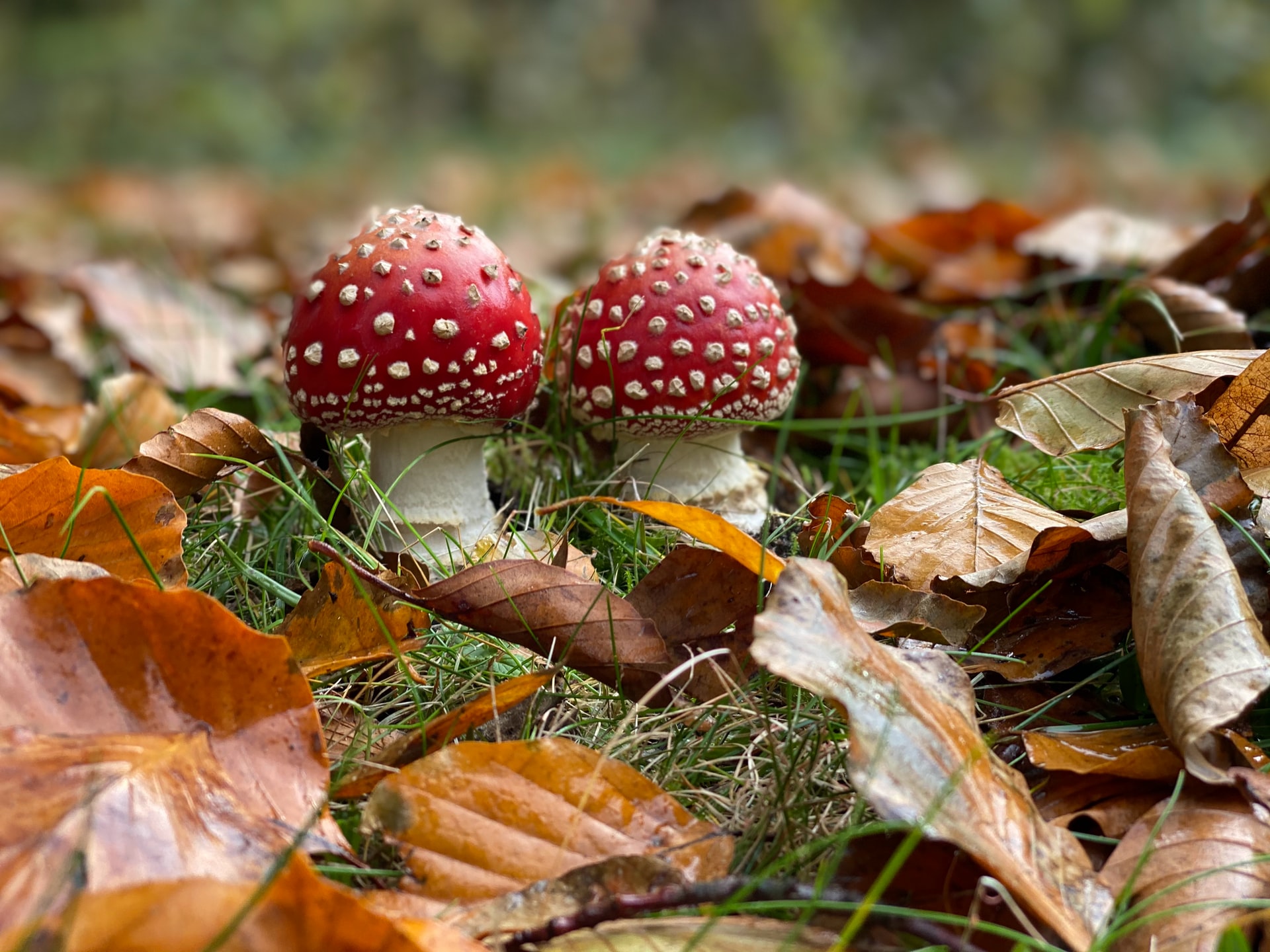 Autumn walks fungi